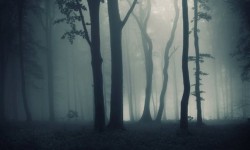 В темном лесу