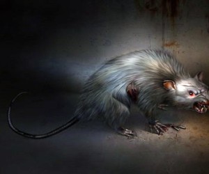 Кладбищенские крысы