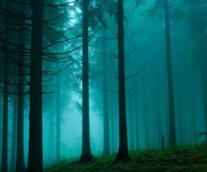 Странный лес